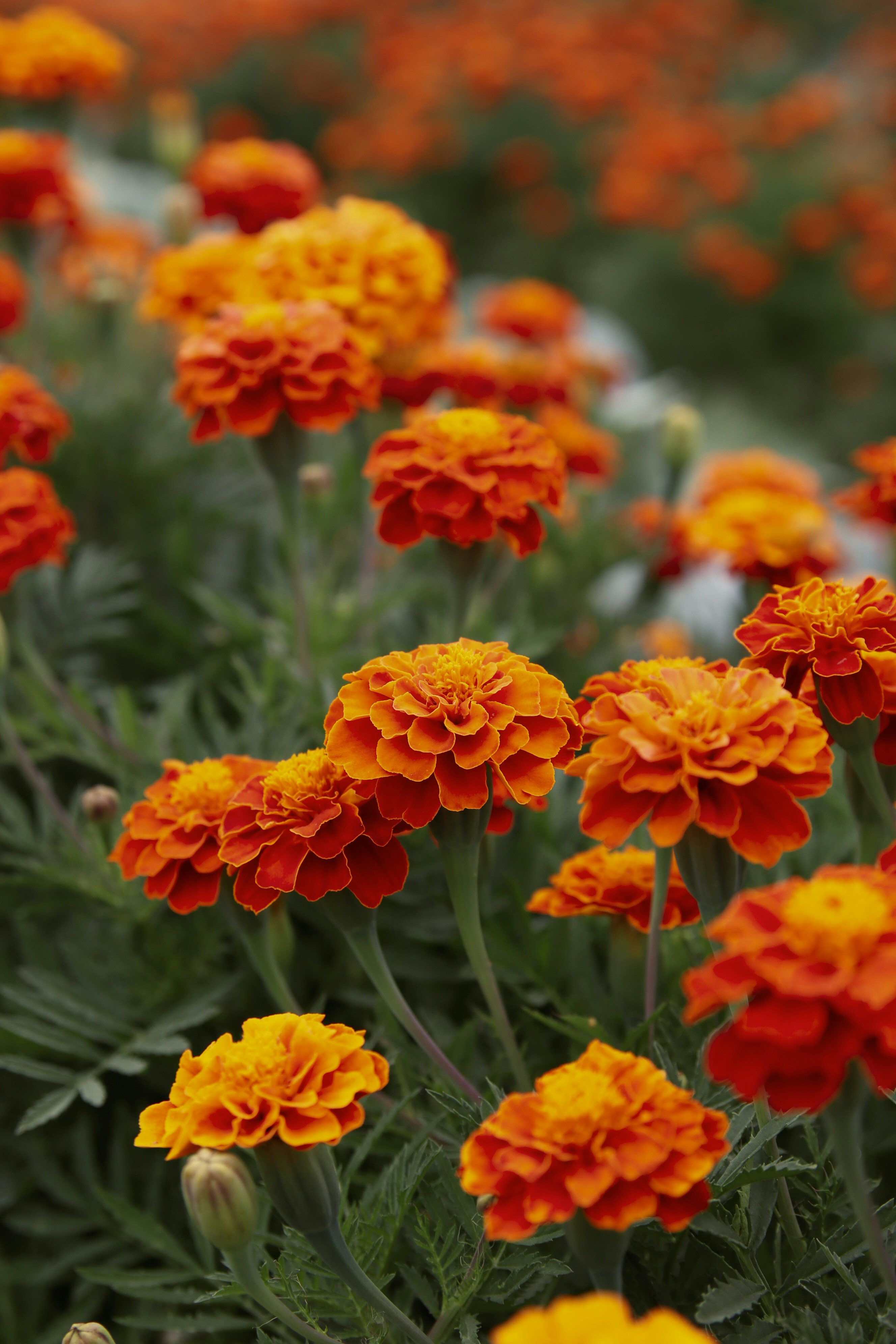 Lutein